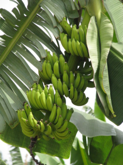 02 Regime De Bananes